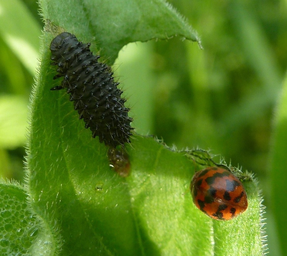 Subcoccinella vigintiquatuorpunctata e larva di Chrysomelidae